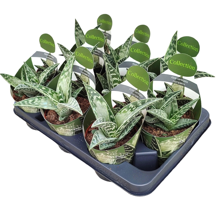 <h4>ALOE VARIEGATA</h4>