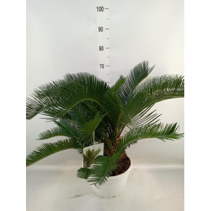 Cycas revoluta