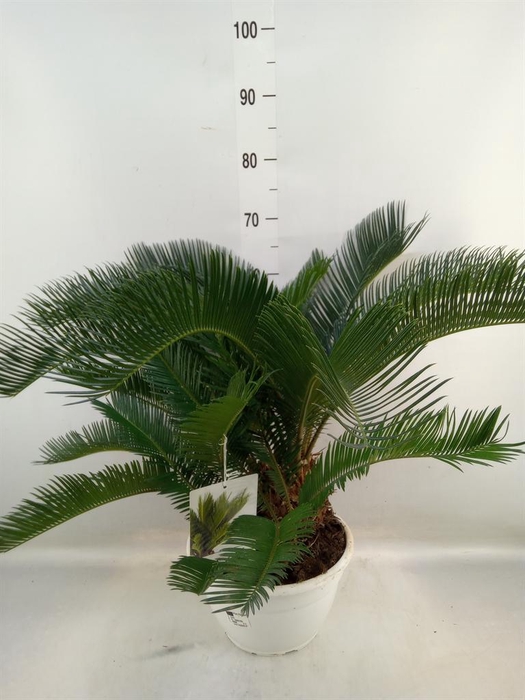 <h4>Cycas revoluta</h4>