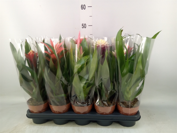 <h4>Bromelia   ...mix</h4>