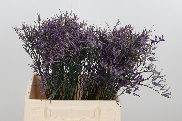 <h4>Lim Saf Dark Blue</h4>