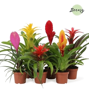 Bromelia Cupcake