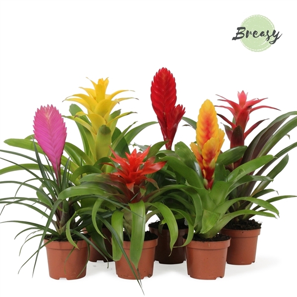 <h4>Bromelia Cupcake</h4>