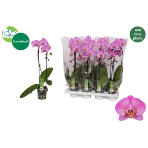 PHAL EL CASCADE