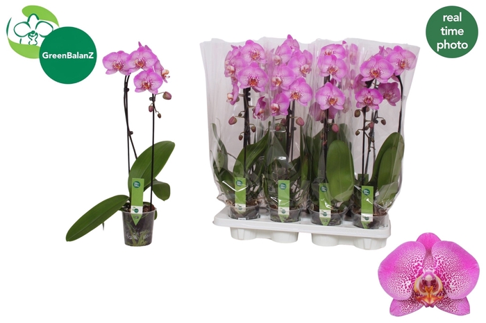 <h4>PHAL EL CASCADE</h4>