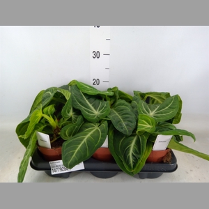 Anthurium   ...