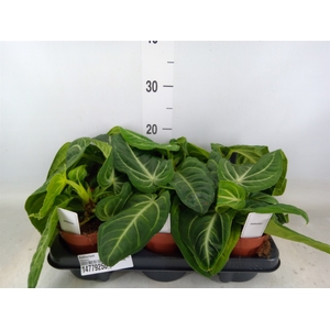 Anthurium   ...