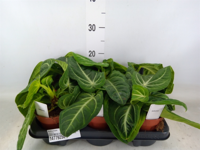 <h4>Anthurium   ...</h4>