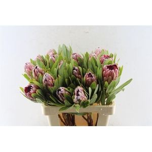 Protea Pink Ice