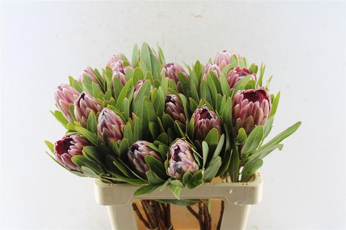 <h4>Protea Pink Ice</h4>