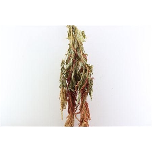 Dried Amaranthus Caud. Red Bunch