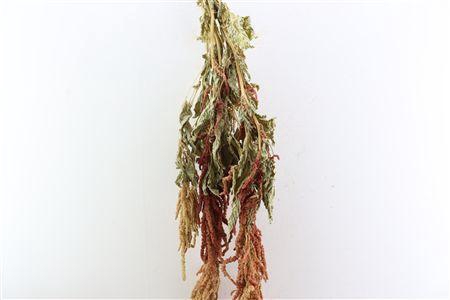 <h4>Dried Amaranthus Caud. Red Bunch</h4>