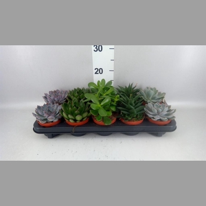 Succulents   ...mix 5