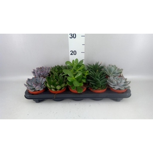 Succulents   ...mix 5