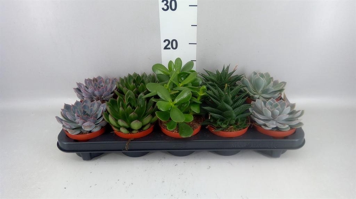 <h4>Succulents   ...mix 5</h4>