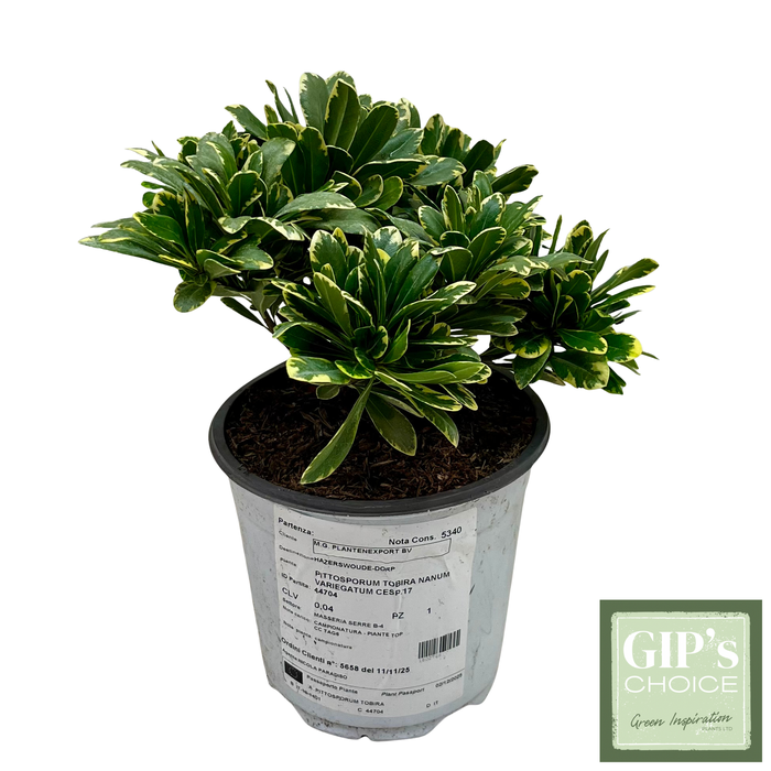 <h4>Pittosporum tobira 'Variegatum' P17</h4>