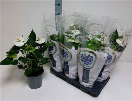 Anthu A Arisa White 5+