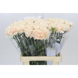 Dianthus St Apple Tea