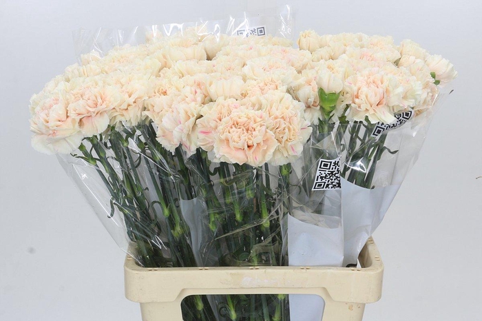 <h4>Dianthus St Apple Tea</h4>