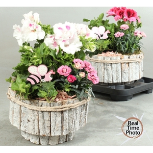 ARR TUINPLANTEN