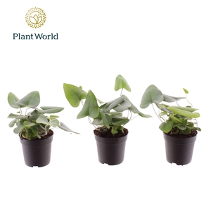 Hemionitis arifolia 7 cm