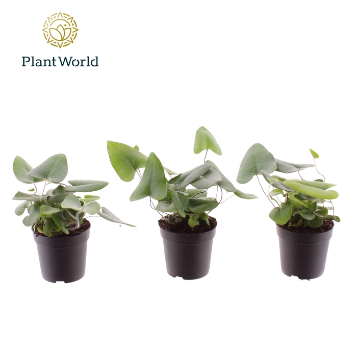 <h4>Hemionitis arifolia 7 cm</h4>