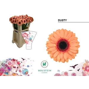 GERMINI DUSTY GE MI DUSTY EMMER HOE
