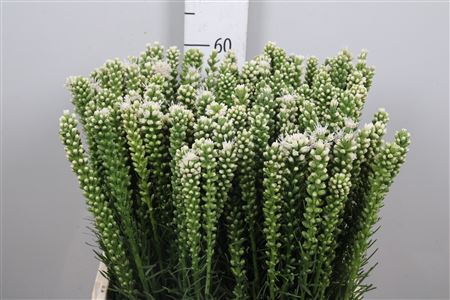 <h4>Liatris Alba</h4>