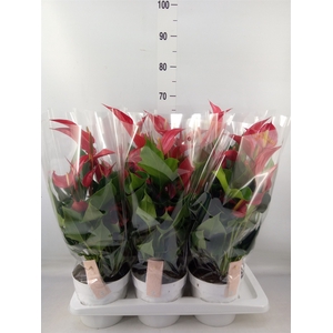 Anthurium  'Banderola Roja'