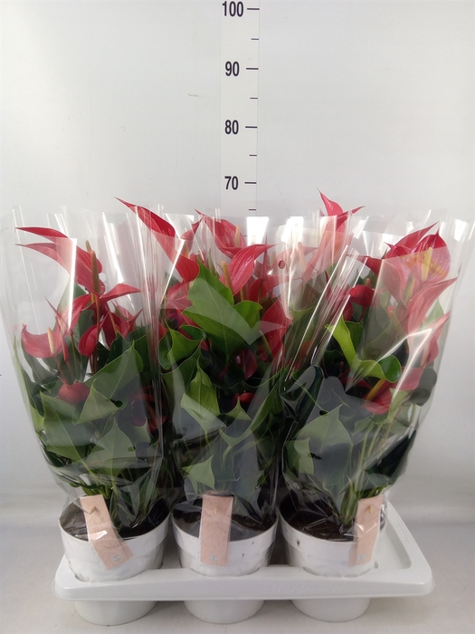 <h4>Anthurium  'Banderola Roja'</h4>