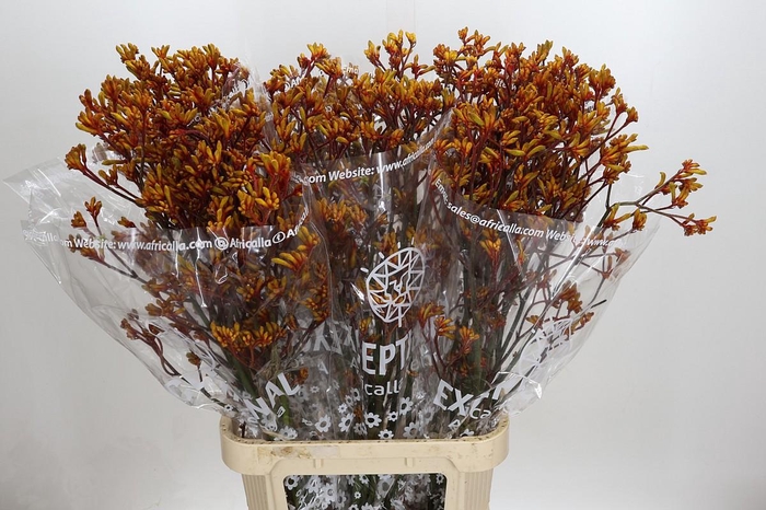 <h4>Anigozanthos Gold Fever</h4>