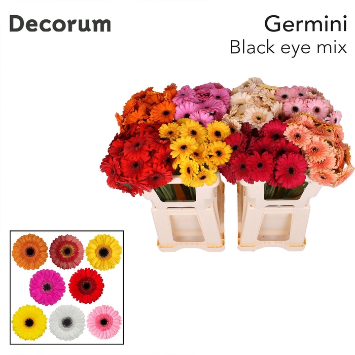 <h4>Germini Mix Zwart Hart Water</h4>