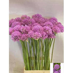 ALLIUM GLADIATOR