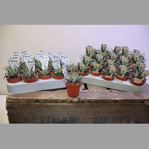 Haworthia F Big Band