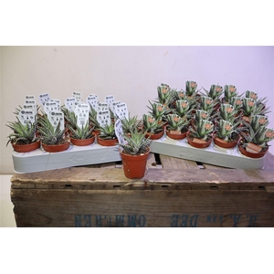 arr8 Haworthia F Big Band