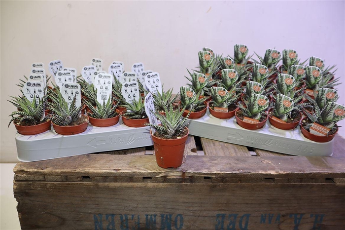 <h4>Haworthia F Big Band</h4>