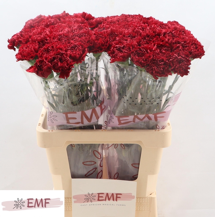 <h4>DI ST SASSICAIA</h4>