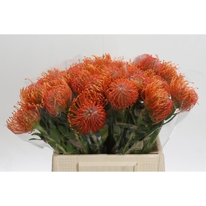 Nutans Ayoba Mandarin Zest