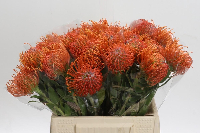 <h4>Nutans Ayoba Mandarin Zest</h4>