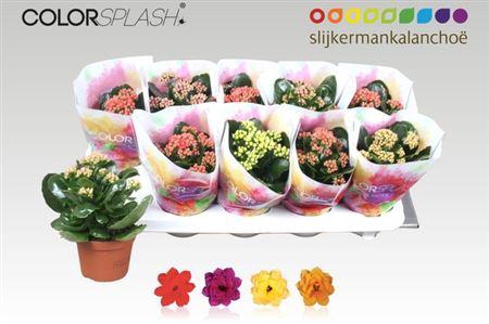 <h4>Kal Ge Gem 4 Kl</h4>