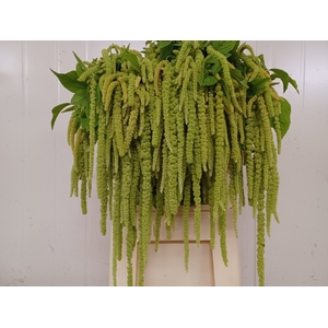 Amaranthus Hang Green Pearls Konings