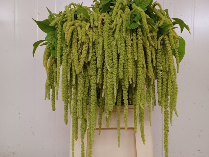 <h4>Amaranthus Hang Green Pearls Konings</h4>