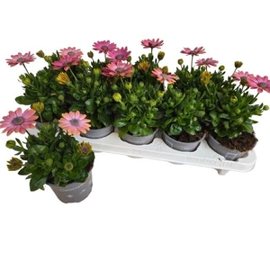 OSTEO FP RO SURPRISE