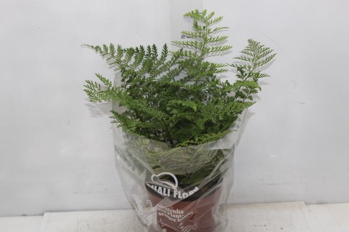 <h4>ASPLENIUM PARVATI P17</h4>