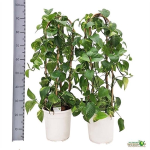 Epipremnum pinnatum Aureum 24Ø 100cm