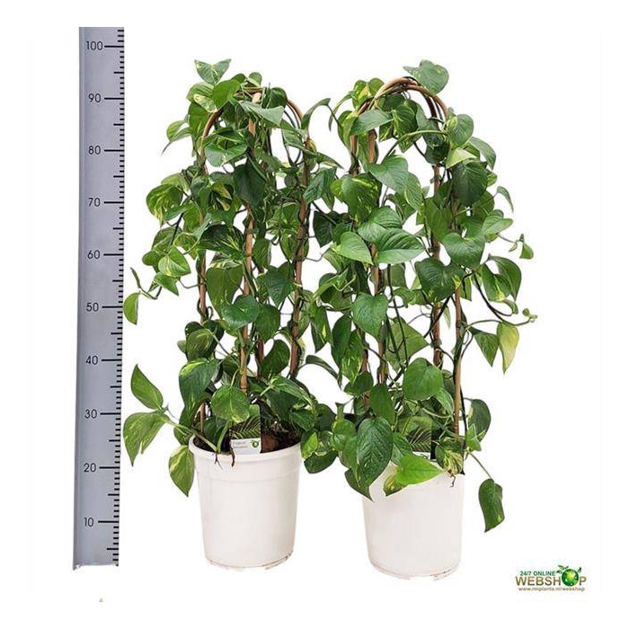 <h4>Epipremnum pinnatum Aureum 24Ø 100cm</h4>