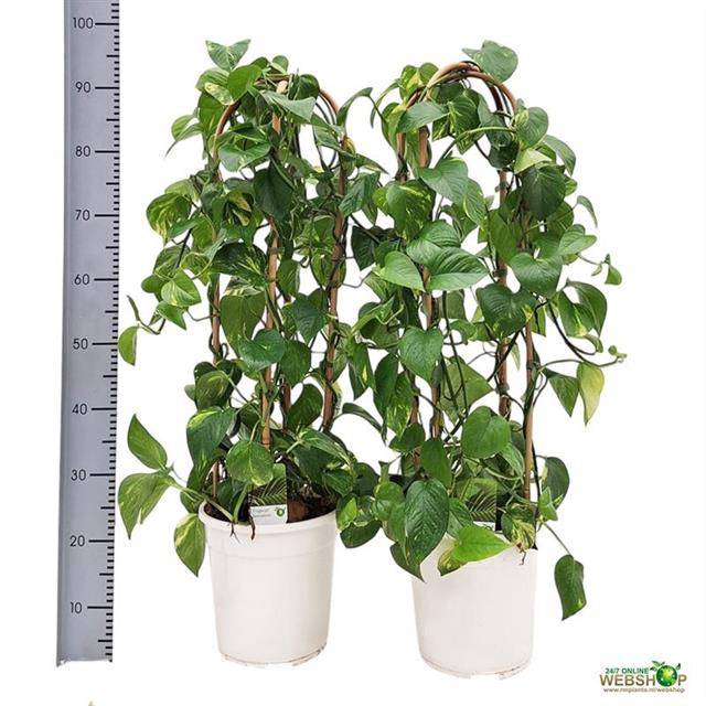 Epipremnum pinnatum Aureum 24Ø 100cm