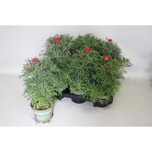 Argyranthemum Molimba M Deep Pink