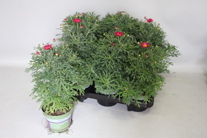 <h4>Argyranthemum Molimba M Deep Pink</h4>