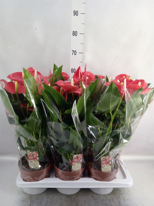 <h4>Anthurium andr. 'Felicita'</h4>